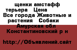 щенки амстафф терьера › Цена ­ 30 000 - Все города Животные и растения » Собаки   . Амурская обл.,Константиновский р-н